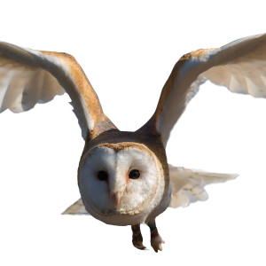 Owl PNG