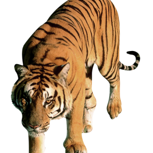 Tiger PNG