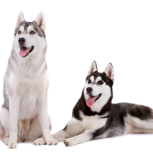 Husky PNG