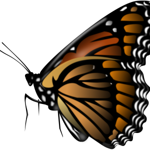 Butterfly PNG image