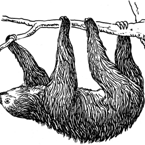 Sloth PNG