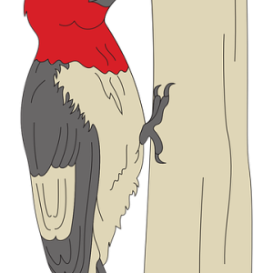 Woodpecker PNG