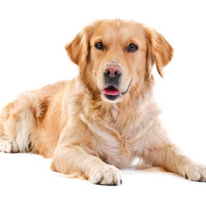 Labrador Retriever PNG