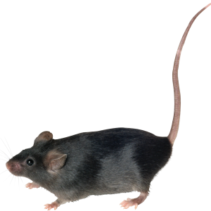 mouse, rat PNG image