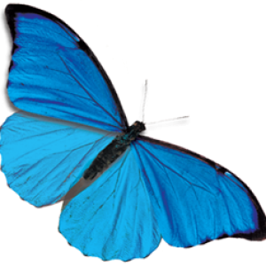 Blue butterfly PNG image