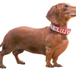 Dachshund PNG