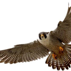 Falcon PNG