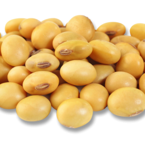 Soybean PNG