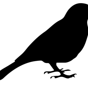 Bird PNG