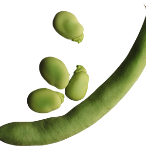 Green bean PNG