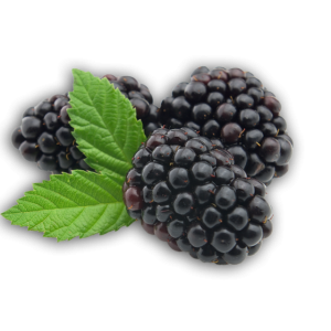 Blackberry PNG