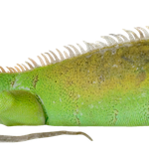 Iguana PNG