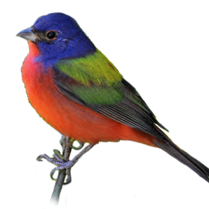 Bird PNG
