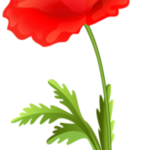 Poppy flower PNG image