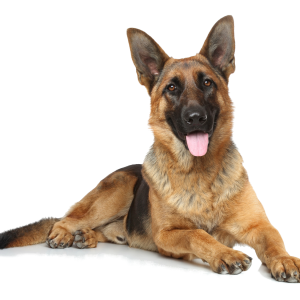 German Shepherd PNG