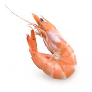 Shrimps PNG
