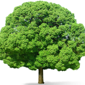 tree PNG