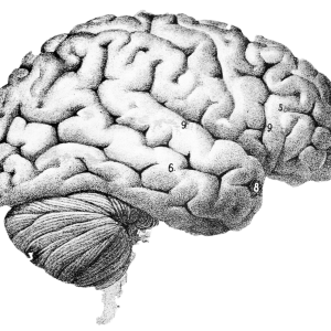 Brain PNG