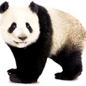 Panda PNG