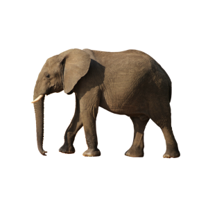 Elephant PNG