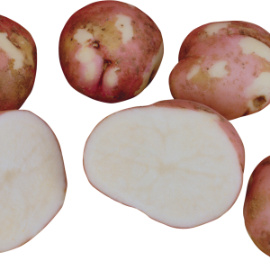 Cutted potatoes PNG