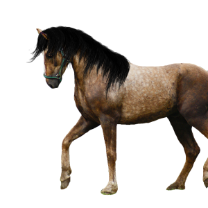 Horse png image