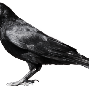 Crow PNG image