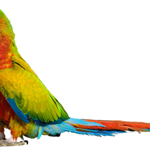 Parrot PNG image
