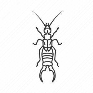 Earwig PNG