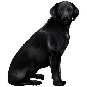 Labrador Retriever PNG