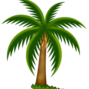 Palm tree PNG