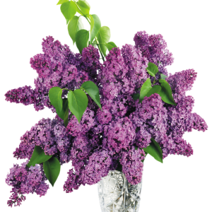 Lilac PNG