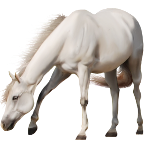 White horse png image
