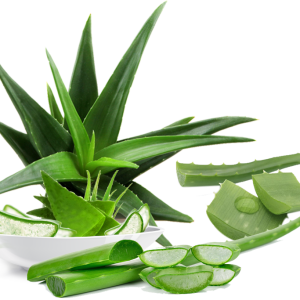 Aloe vera PNG
