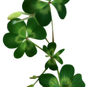 Shamrock PNG