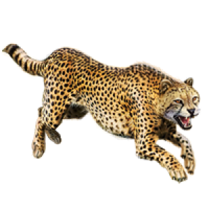 Cheetah PNG