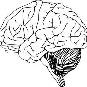 Brain PNG