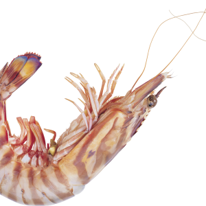 Shrimp PNG