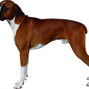 Dog PNG