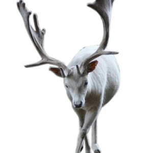 Moose, elk PNG
