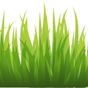 grass png image, green grass PNG picture
