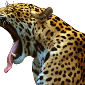 Jaguar PNG