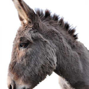 Donkey PNG