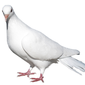 white dove pigeon PNG