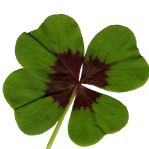 Shamrock PNG