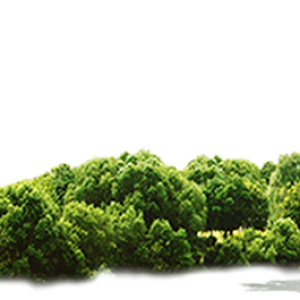 Jungle PNG