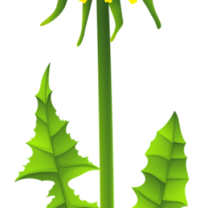 Dandelion PNG