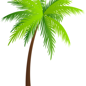 Palm tree PNG