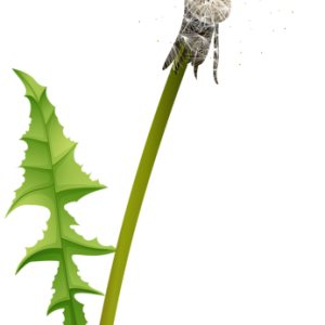 Dandelion PNG