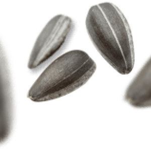 Sunflower seeds PNG